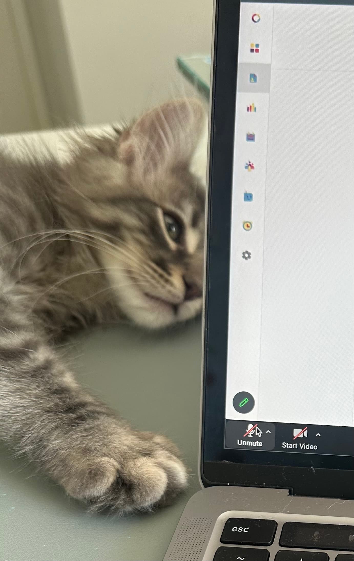 A grey tabby kitten lying beside an open laptop, one paw stretched toward the keyboard.